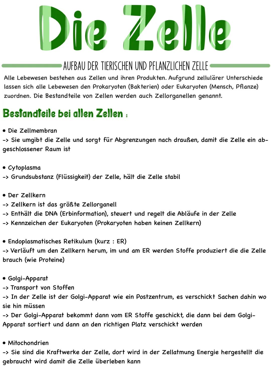 Die Zelle
AUFBAU DER TIERISCHEN UND PFLANZLICHEN ZELLE
Alle Lebewesen bestehen aus Zellen und ihren Produkten. Aufgrund zellulärer Unterschi