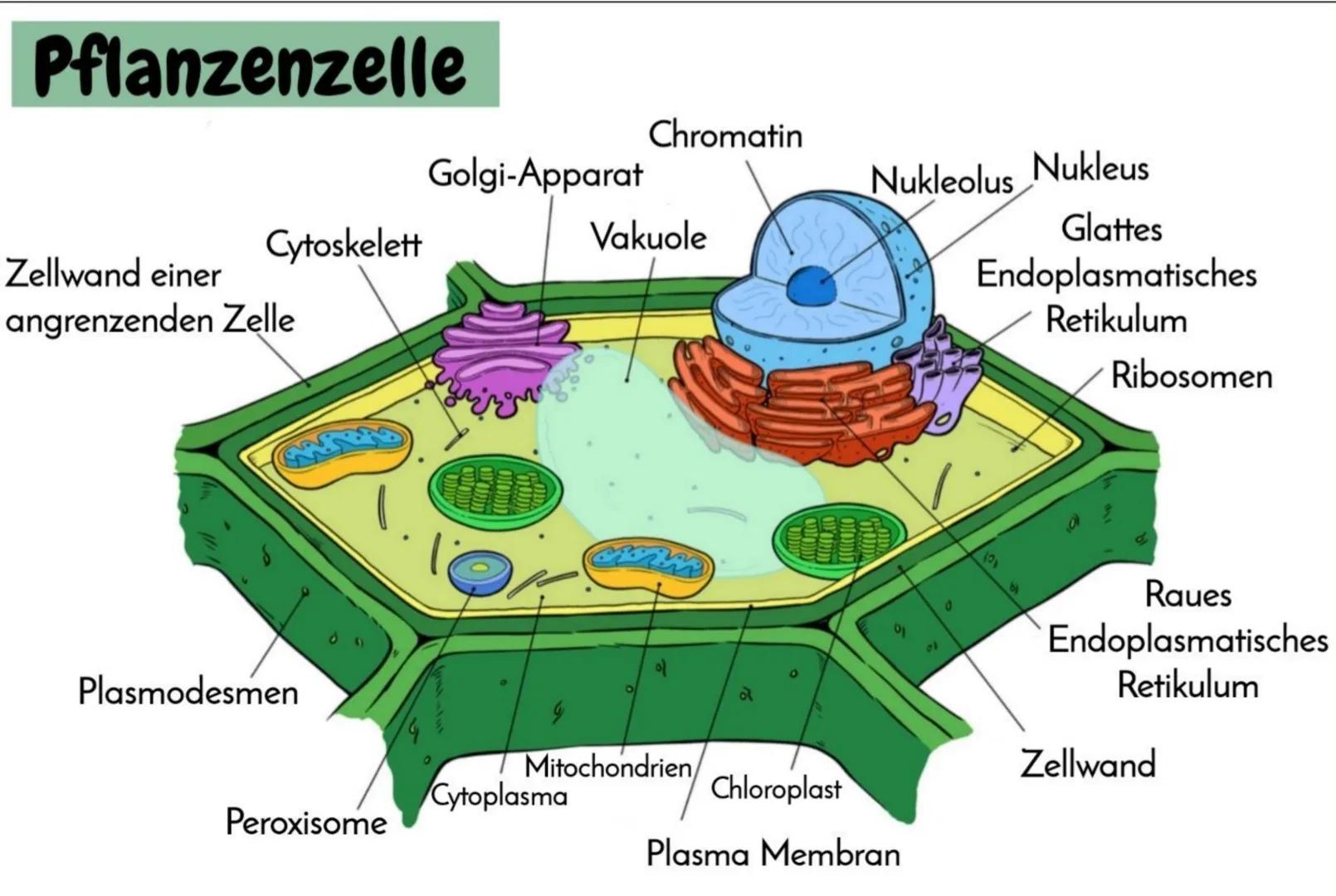Die Zelle
AUFBAU DER TIERISCHEN UND PFLANZLICHEN ZELLE
Alle Lebewesen bestehen aus Zellen und ihren Produkten. Aufgrund zellulärer Unterschi