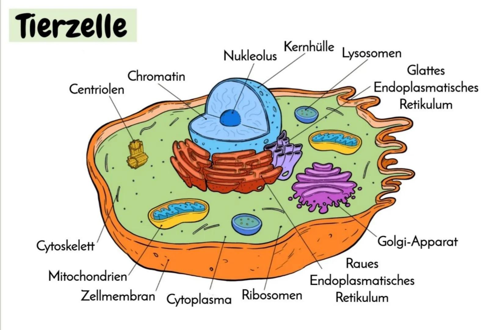 Die Zelle
AUFBAU DER TIERISCHEN UND PFLANZLICHEN ZELLE
Alle Lebewesen bestehen aus Zellen und ihren Produkten. Aufgrund zellulärer Unterschi