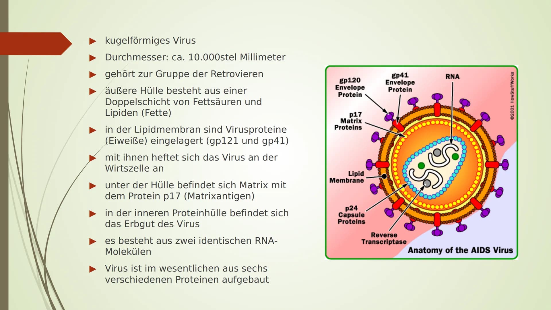 AIDS
HIV
YRITY Gliederung:
■ Arten
■
■
■
Allgemeines
Das HI-Virus
■
■ Geschichtliches
Übertragung
■ Ablauf/ Symptome
■
Aufbau
Woher kommt er