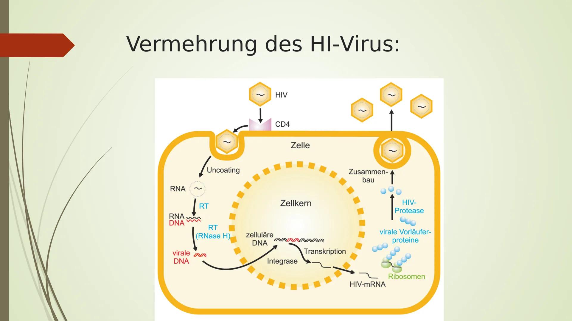 AIDS
HIV
YRITY Gliederung:
■ Arten
■
■
■
Allgemeines
Das HI-Virus
■
■ Geschichtliches
Übertragung
■ Ablauf/ Symptome
■
Aufbau
Woher kommt er