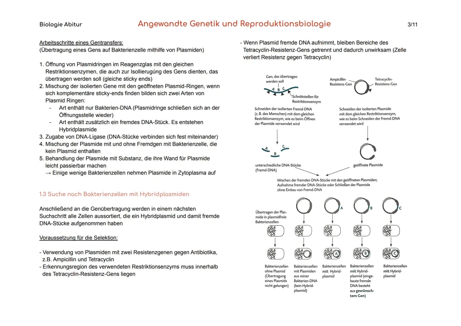 Biologie Abitur
1. Gentechnik
Gentechnik
Transgene Zellen
Genom
Angewandte Genetik und Reproduktionsbiologie
Verfahren, durch die fremde Gen