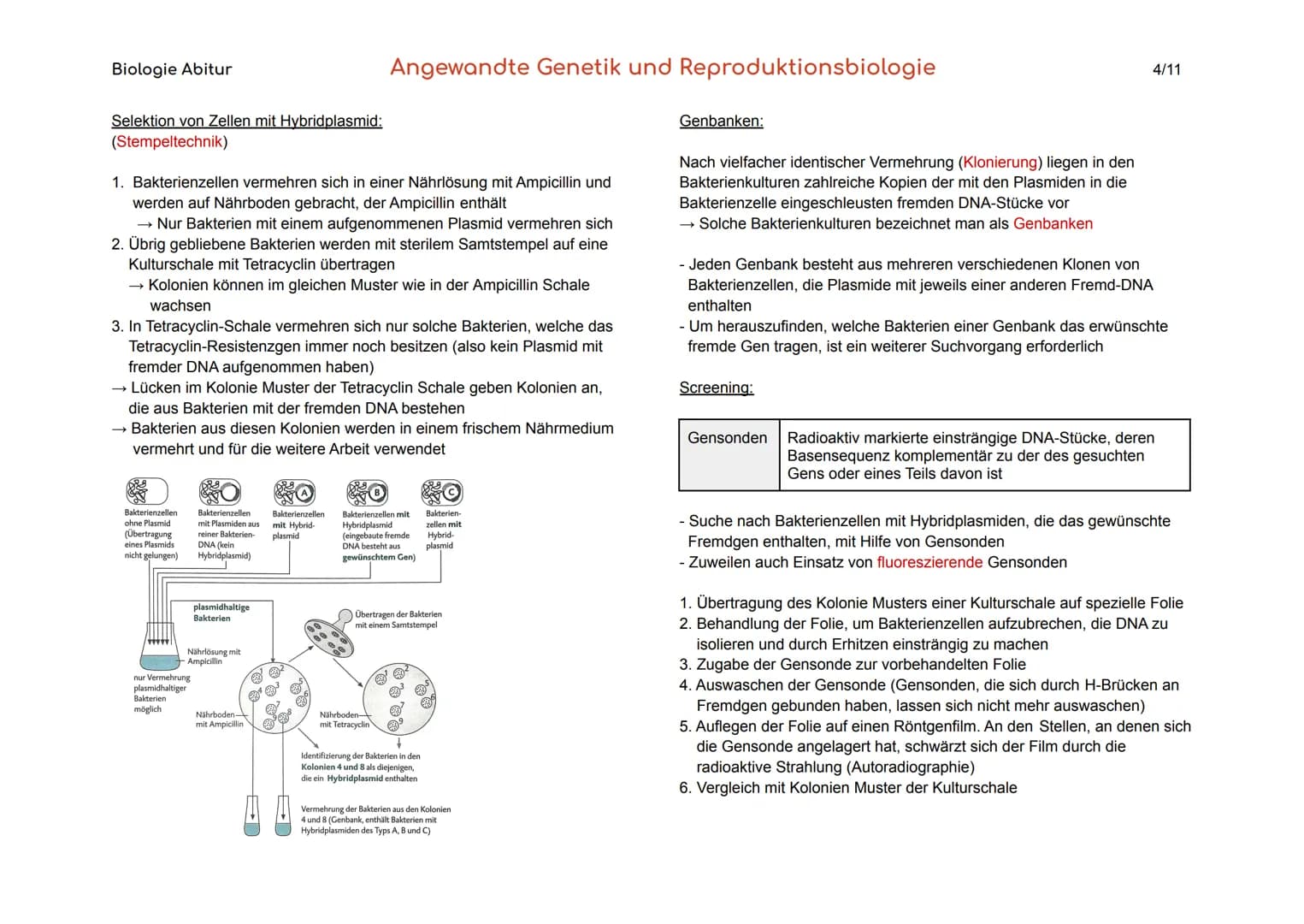 Biologie Abitur
1. Gentechnik
Gentechnik
Transgene Zellen
Genom
Angewandte Genetik und Reproduktionsbiologie
Verfahren, durch die fremde Gen