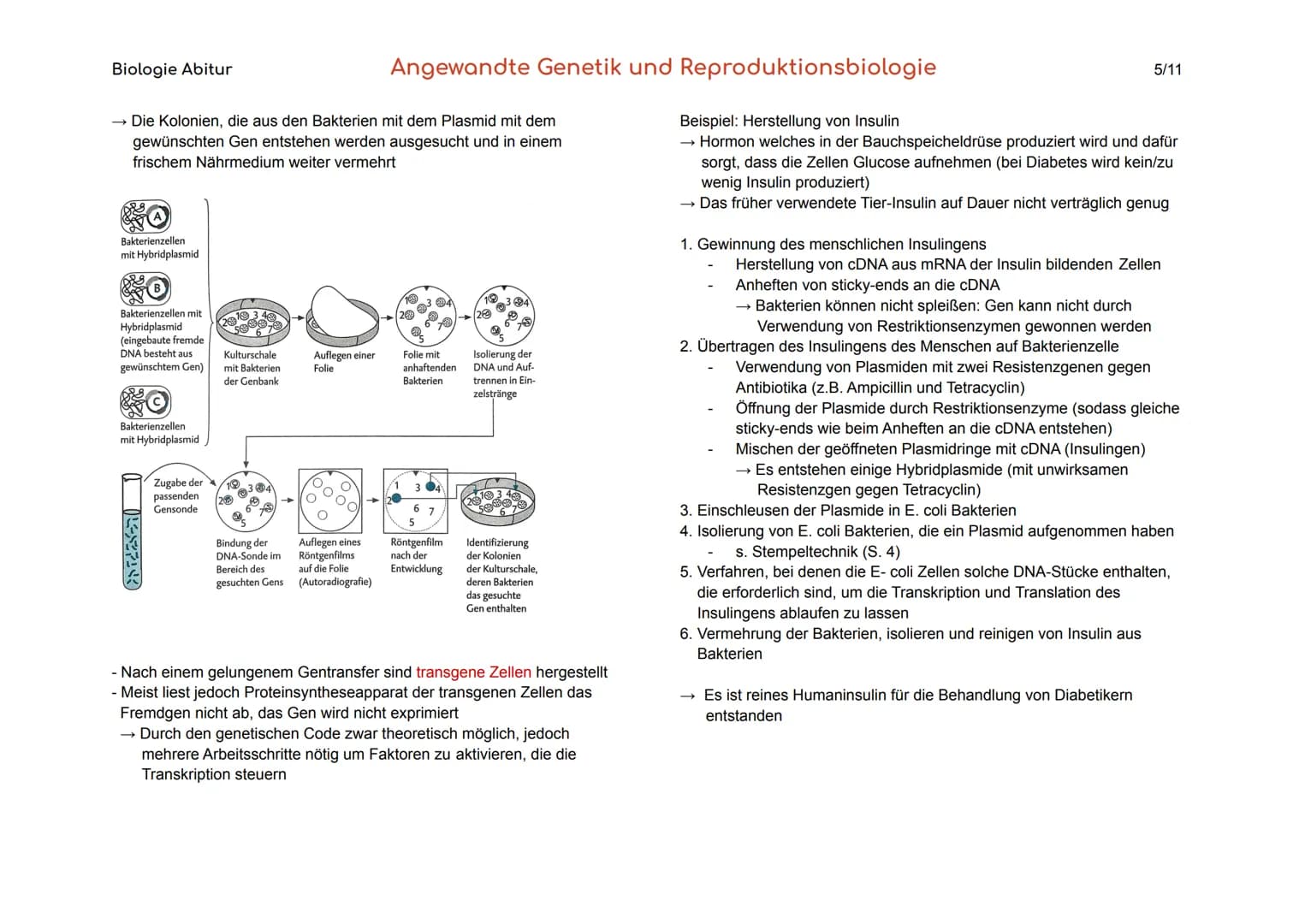 Biologie Abitur
1. Gentechnik
Gentechnik
Transgene Zellen
Genom
Angewandte Genetik und Reproduktionsbiologie
Verfahren, durch die fremde Gen