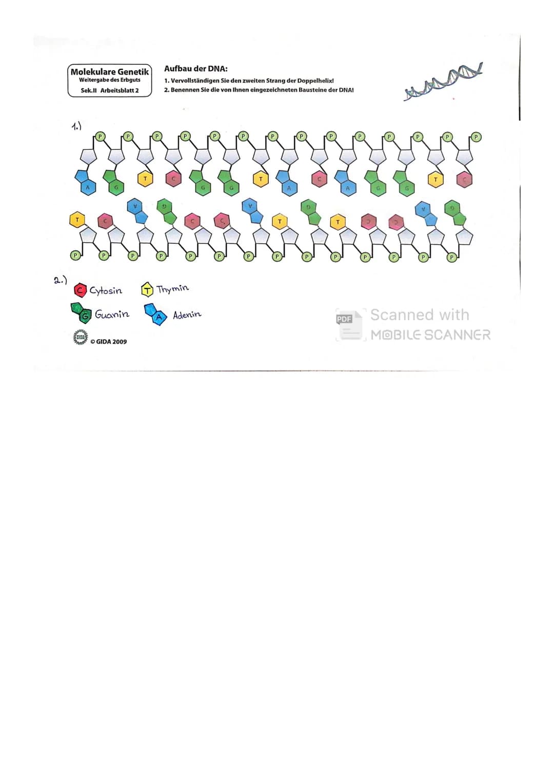 2.)
Molekulare Genetik
Weitergabe des Erbguts
Sek.ll Arbeitsblatt 2
1.)
CIDR
Cytosin
Guanin
OGIDA 2009
Aufbau der DNA:
1. Vervollständigen S