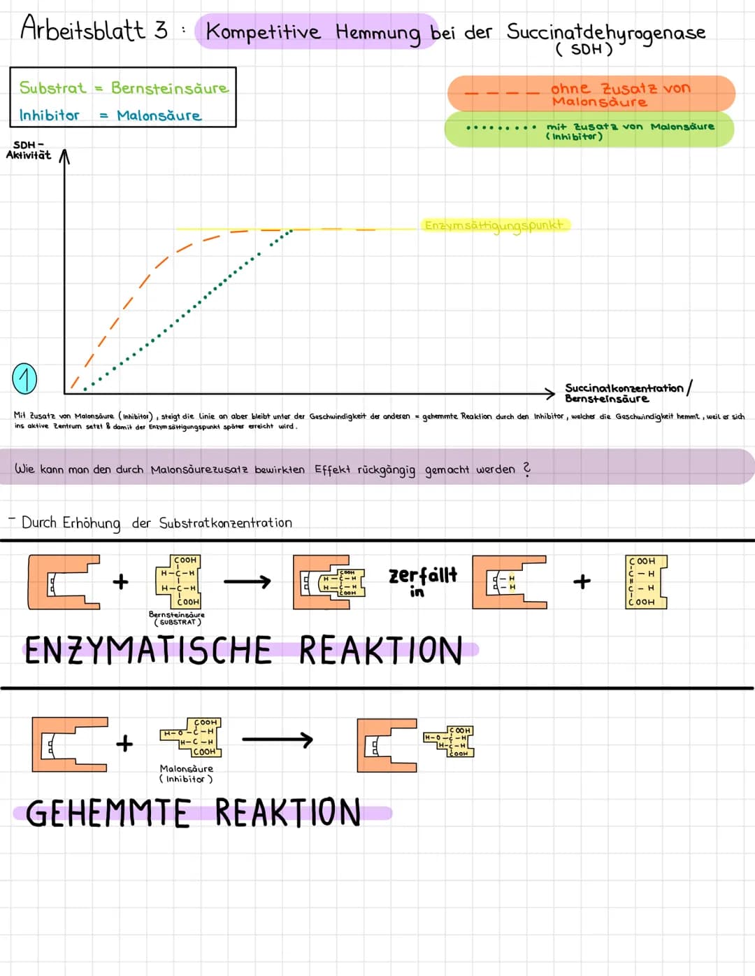 Arbeitsblatt 3
SDH-
Aktivität
Substrat = Bernsteinsăure
Inhibitor = Malonsäure
:
Kompetitive Hemmung bei der Succinatdehyrogenase
(SDH)
{
- 