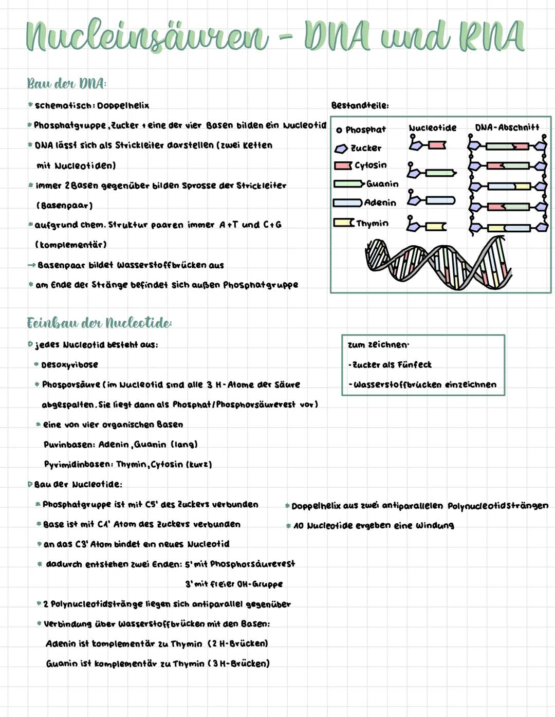 Nucleinsäuren - DNA und RNA
Bau der DNA:
schematisch: Doppelhelix
*Phosphatgruppe, Zucker + eine der vier Basen bilden ein Nucleotid
ONA läs