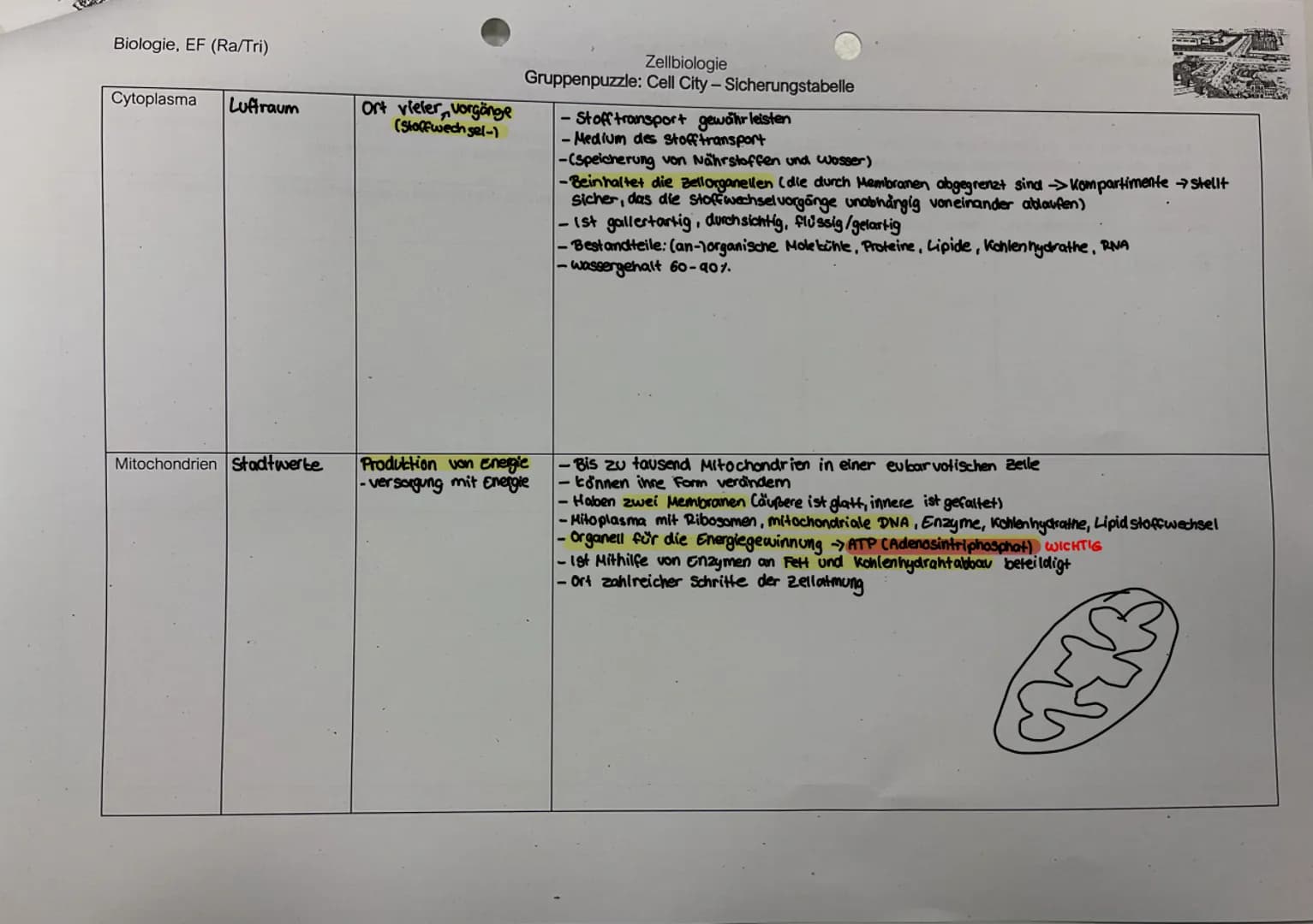 Biologie, EF (Ra/Tri)
1. Lies den Text zu Deinem Zellorganell und markiere wichtige Informationen. Fülle zu Deiner Struktur die jeweilige Ta