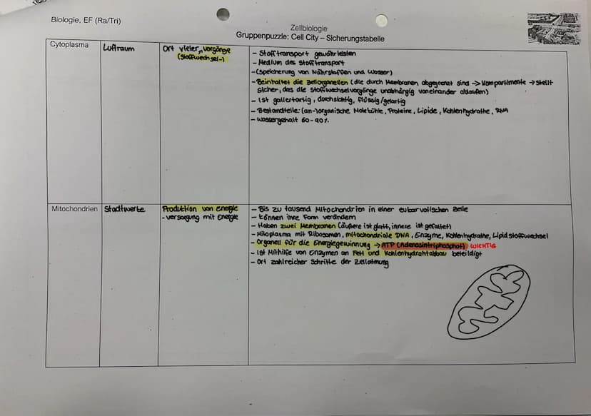 Biologie, EF (Ra/Tri)
1. Lies den Text zu Deinem Zellorganell und markiere wichtige Informationen. Fülle zu Deiner Struktur die jeweilige Ta