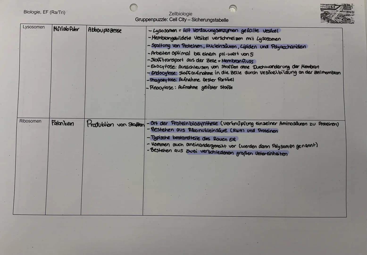 Biologie, EF (Ra/Tri)
1. Lies den Text zu Deinem Zellorganell und markiere wichtige Informationen. Fülle zu Deiner Struktur die jeweilige Ta