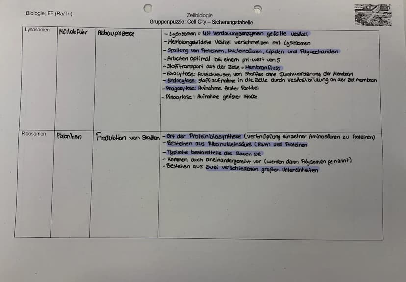 Biologie, EF (Ra/Tri)
1. Lies den Text zu Deinem Zellorganell und markiere wichtige Informationen. Fülle zu Deiner Struktur die jeweilige Ta