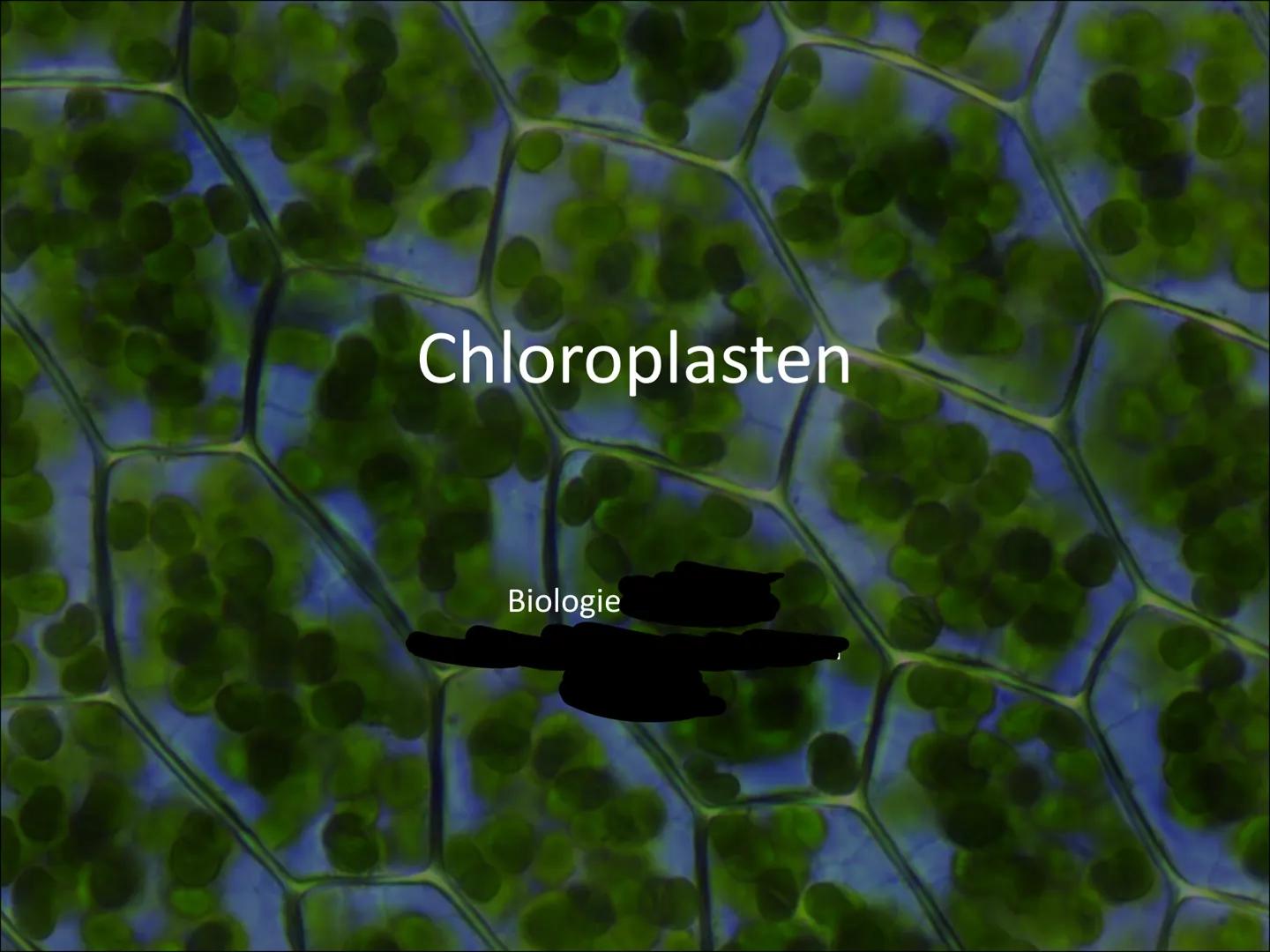 Chloroplasten
Biologie ●
Gliederung
Was ist ein Chloroplast?
Wie ist ein Chloroplast aufgebaut?
Lage in der Zelle
Welche Funktionen hat ein
