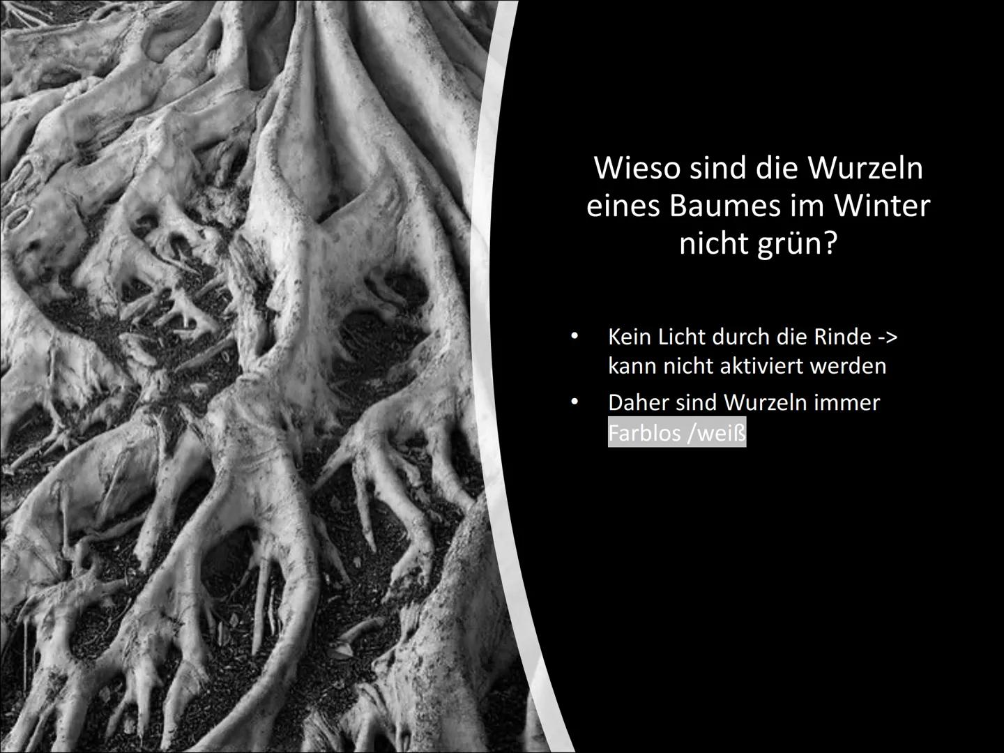 Chloroplasten
Biologie ●
Gliederung
Was ist ein Chloroplast?
Wie ist ein Chloroplast aufgebaut?
Lage in der Zelle
Welche Funktionen hat ein
