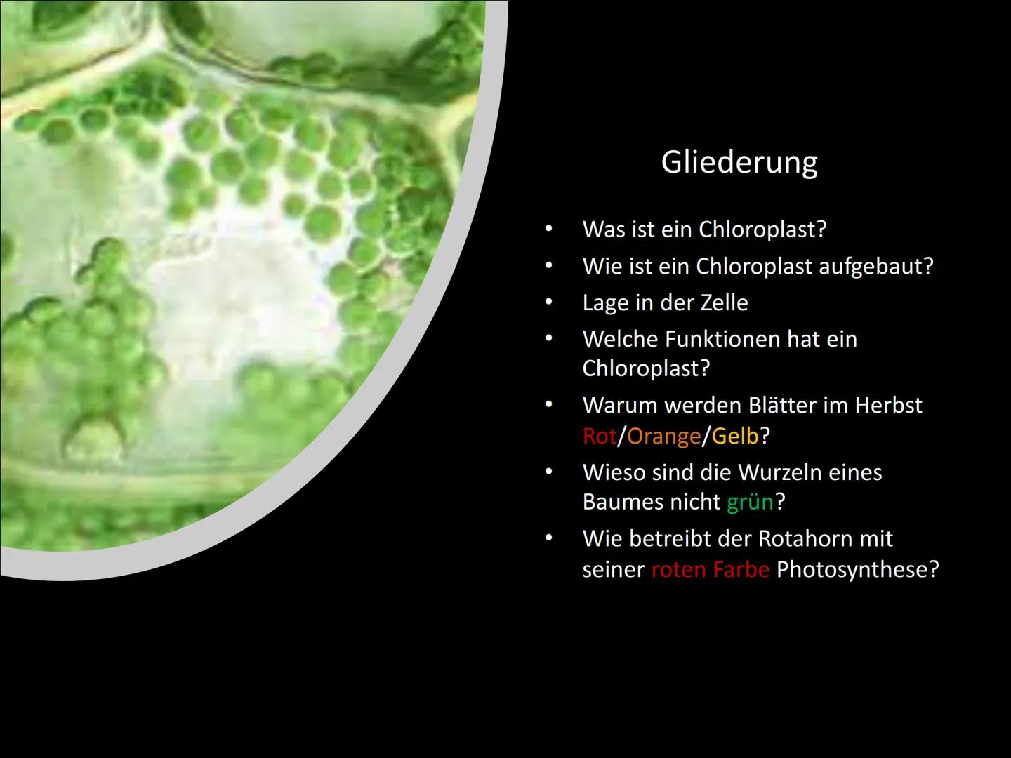 Chloroplasten
Biologie ●
Gliederung
Was ist ein Chloroplast?
Wie ist ein Chloroplast aufgebaut?
Lage in der Zelle
Welche Funktionen hat ein
