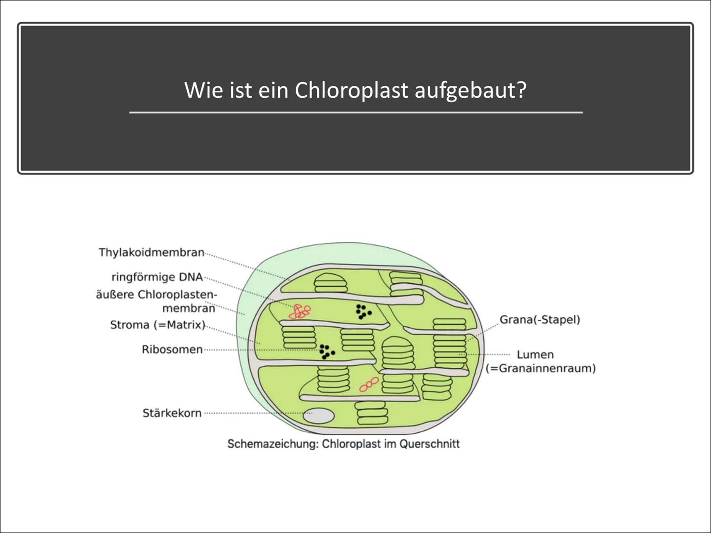 Chloroplasten
Biologie ●
Gliederung
Was ist ein Chloroplast?
Wie ist ein Chloroplast aufgebaut?
Lage in der Zelle
Welche Funktionen hat ein

