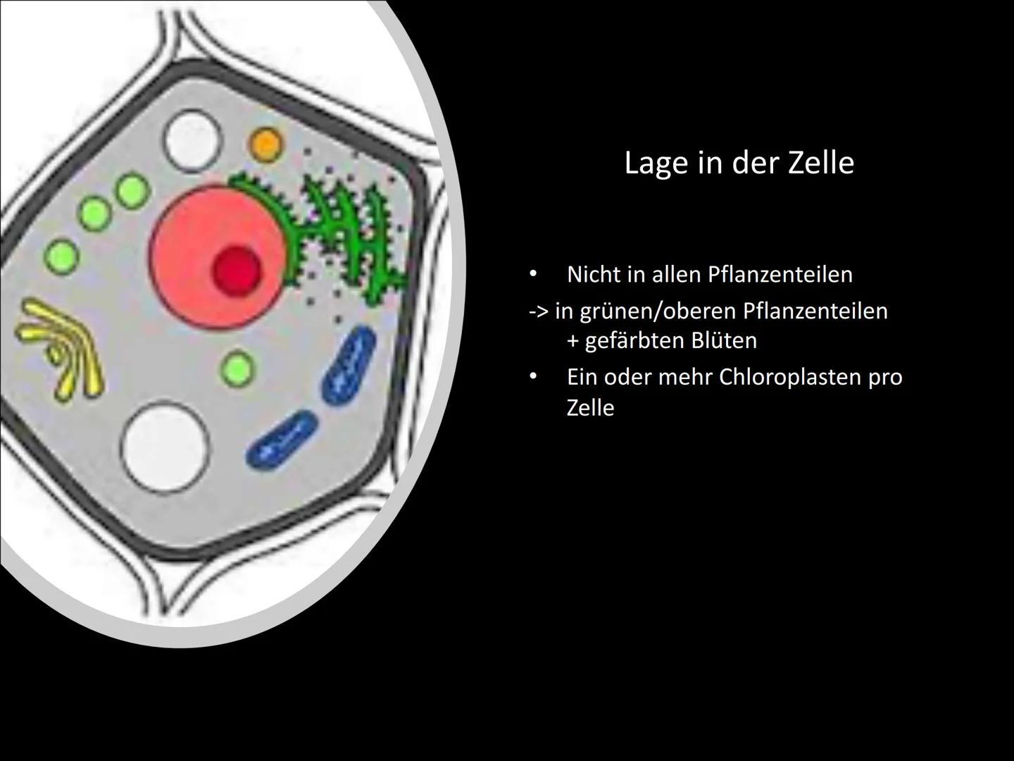Chloroplasten
Biologie ●
Gliederung
Was ist ein Chloroplast?
Wie ist ein Chloroplast aufgebaut?
Lage in der Zelle
Welche Funktionen hat ein
