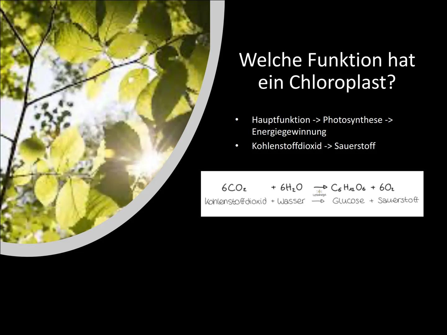 Chloroplasten
Biologie ●
Gliederung
Was ist ein Chloroplast?
Wie ist ein Chloroplast aufgebaut?
Lage in der Zelle
Welche Funktionen hat ein
