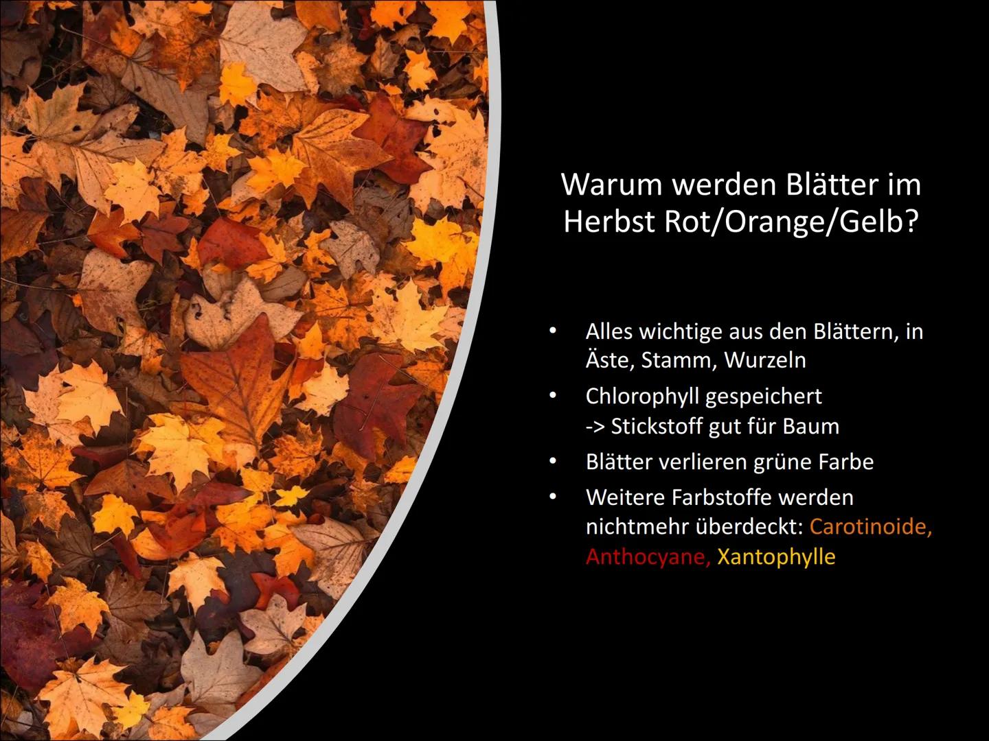 Chloroplasten
Biologie ●
Gliederung
Was ist ein Chloroplast?
Wie ist ein Chloroplast aufgebaut?
Lage in der Zelle
Welche Funktionen hat ein
