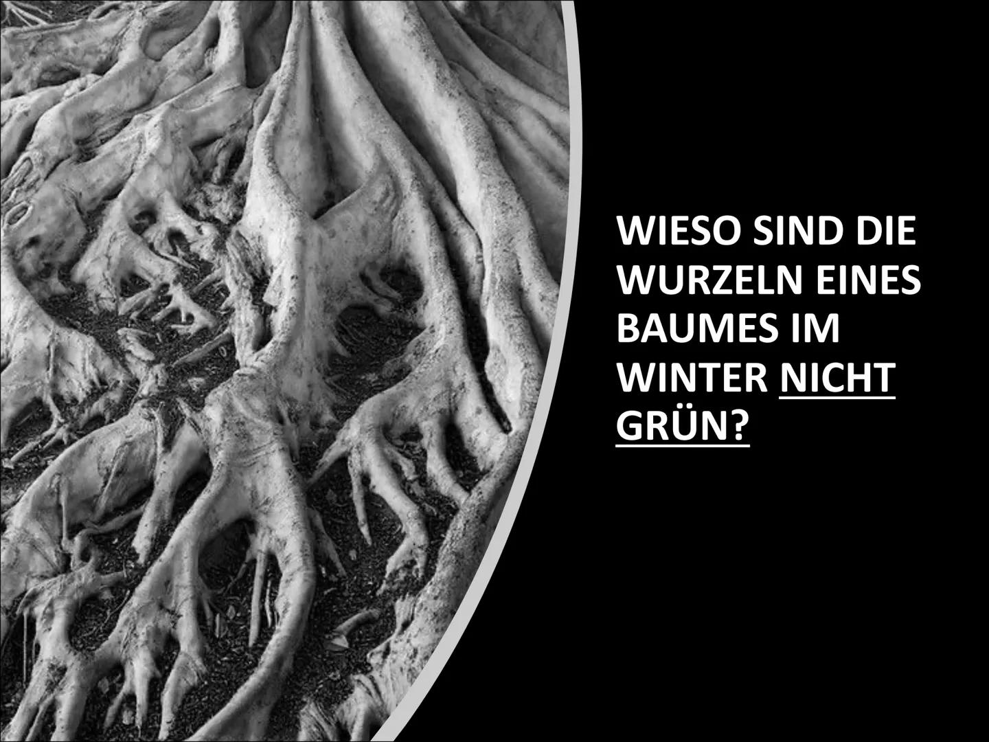 Chloroplasten
Biologie ●
Gliederung
Was ist ein Chloroplast?
Wie ist ein Chloroplast aufgebaut?
Lage in der Zelle
Welche Funktionen hat ein
