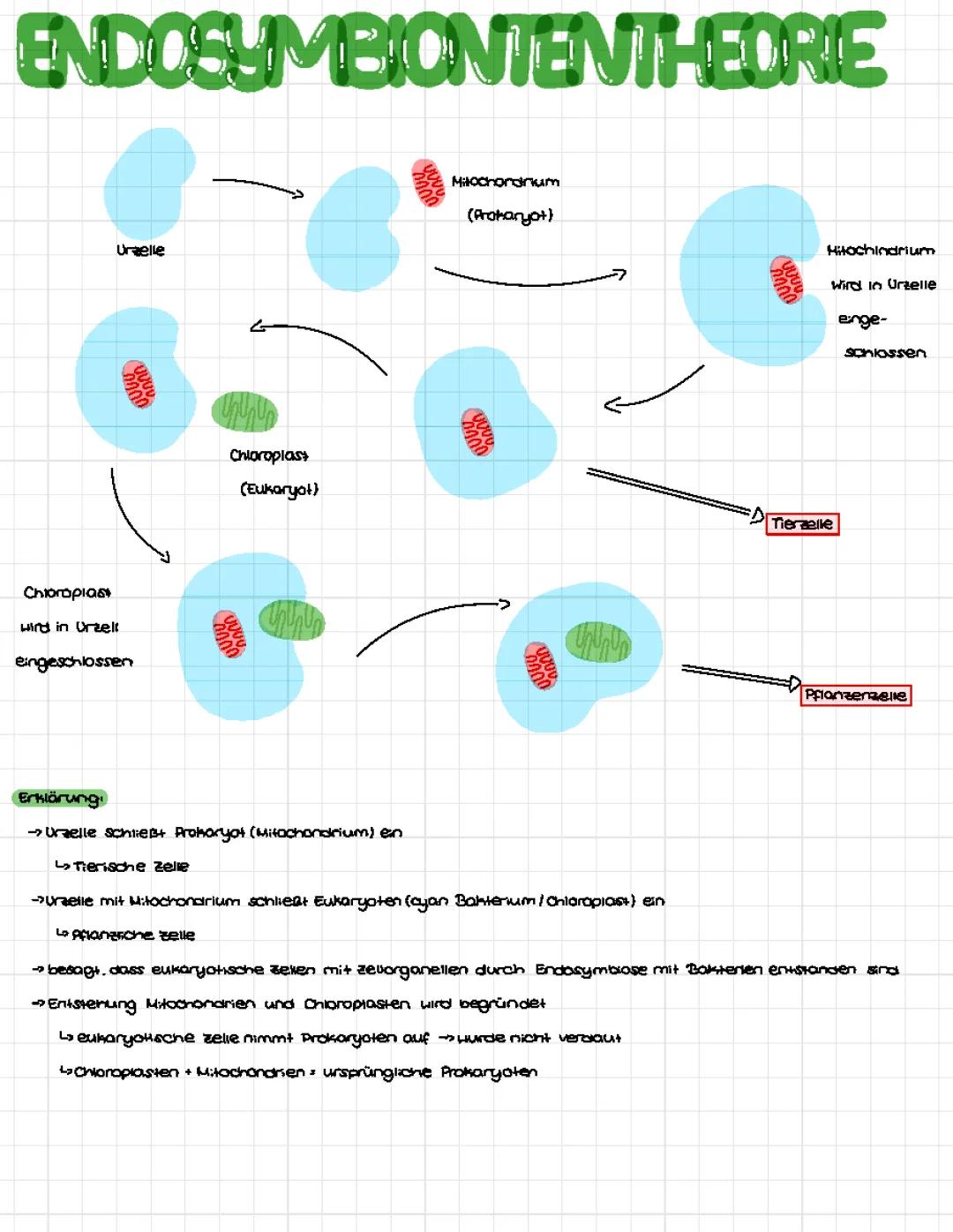 Endosymbiontentheorie, Endo- und Exocytose, Biomembran, Diffusion und Osmose
