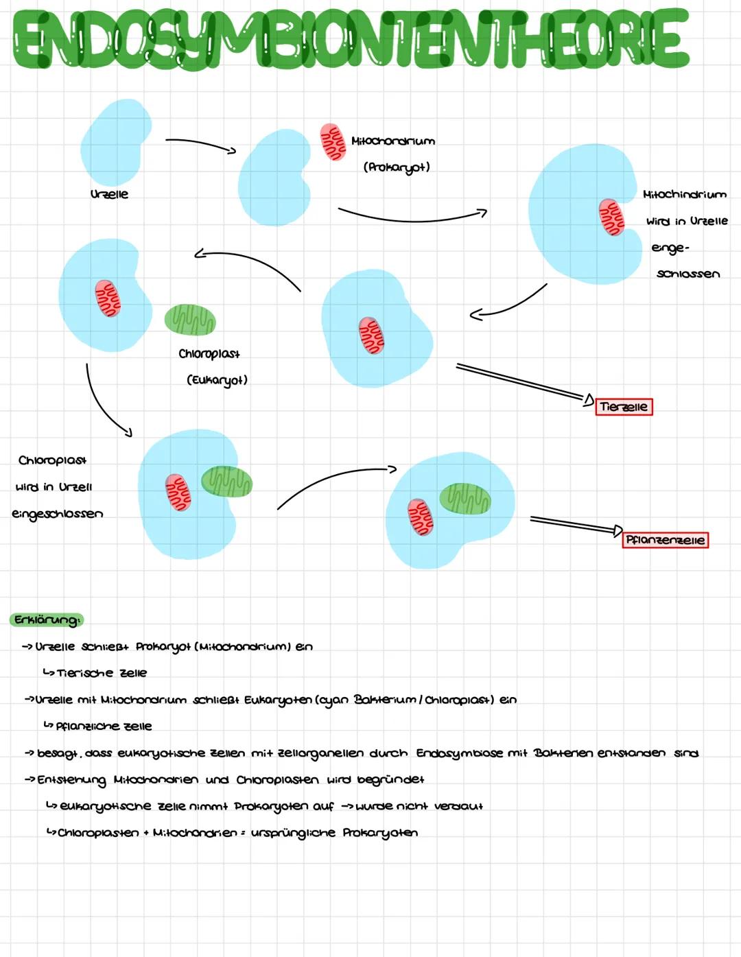 ENDOSYMBIONTENTHEORIE
Urzelle
Chloroplast
wird in Urzell
eingeschlossen
chup
L>Tierische Zelle
chioroplast
(Eukaryot)
Erklärung
→> Urzelle s