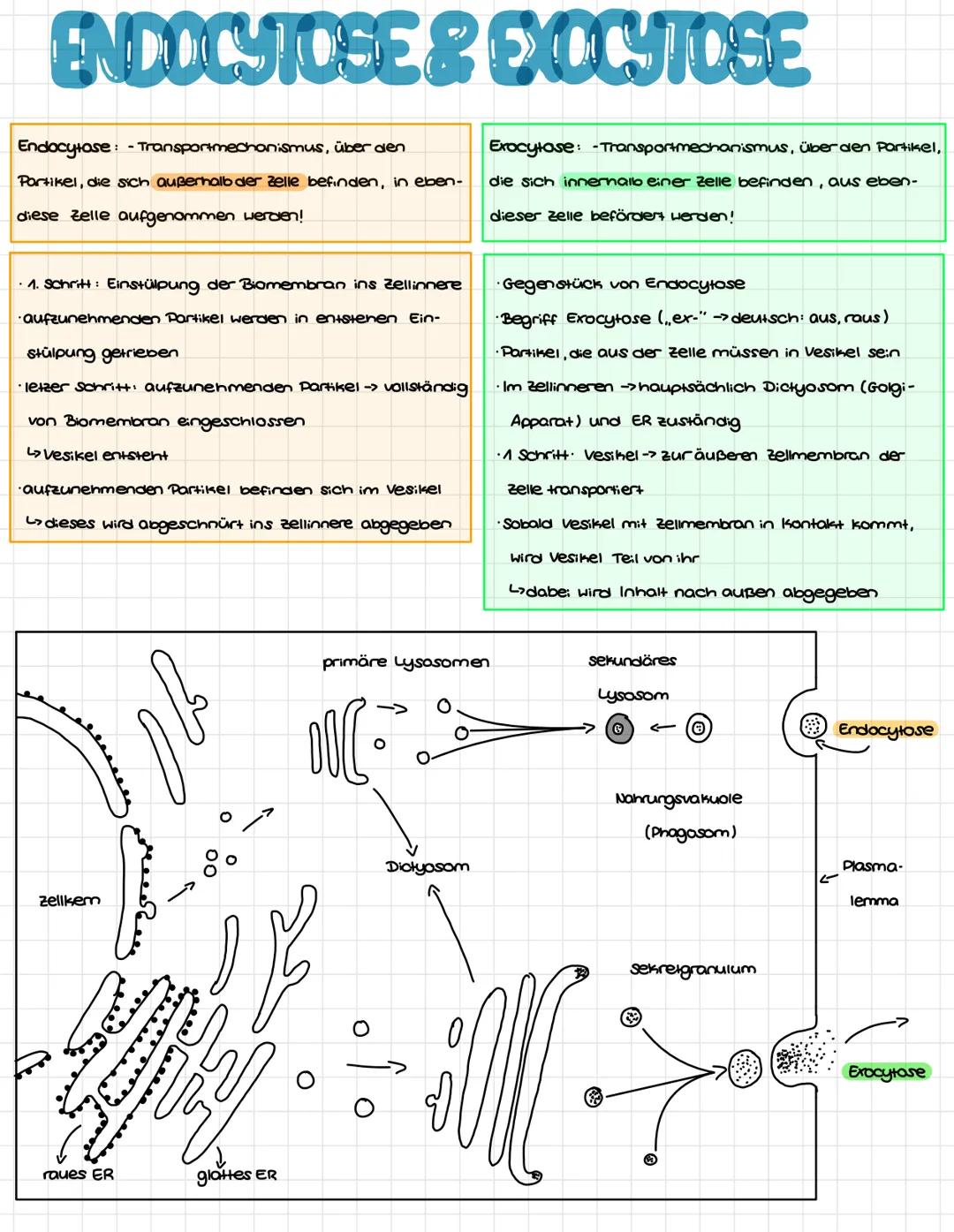 ENDOSYMBIONTENTHEORIE
Urzelle
Chloroplast
wird in Urzell
eingeschlossen
chup
L>Tierische Zelle
chioroplast
(Eukaryot)
Erklärung
→> Urzelle s