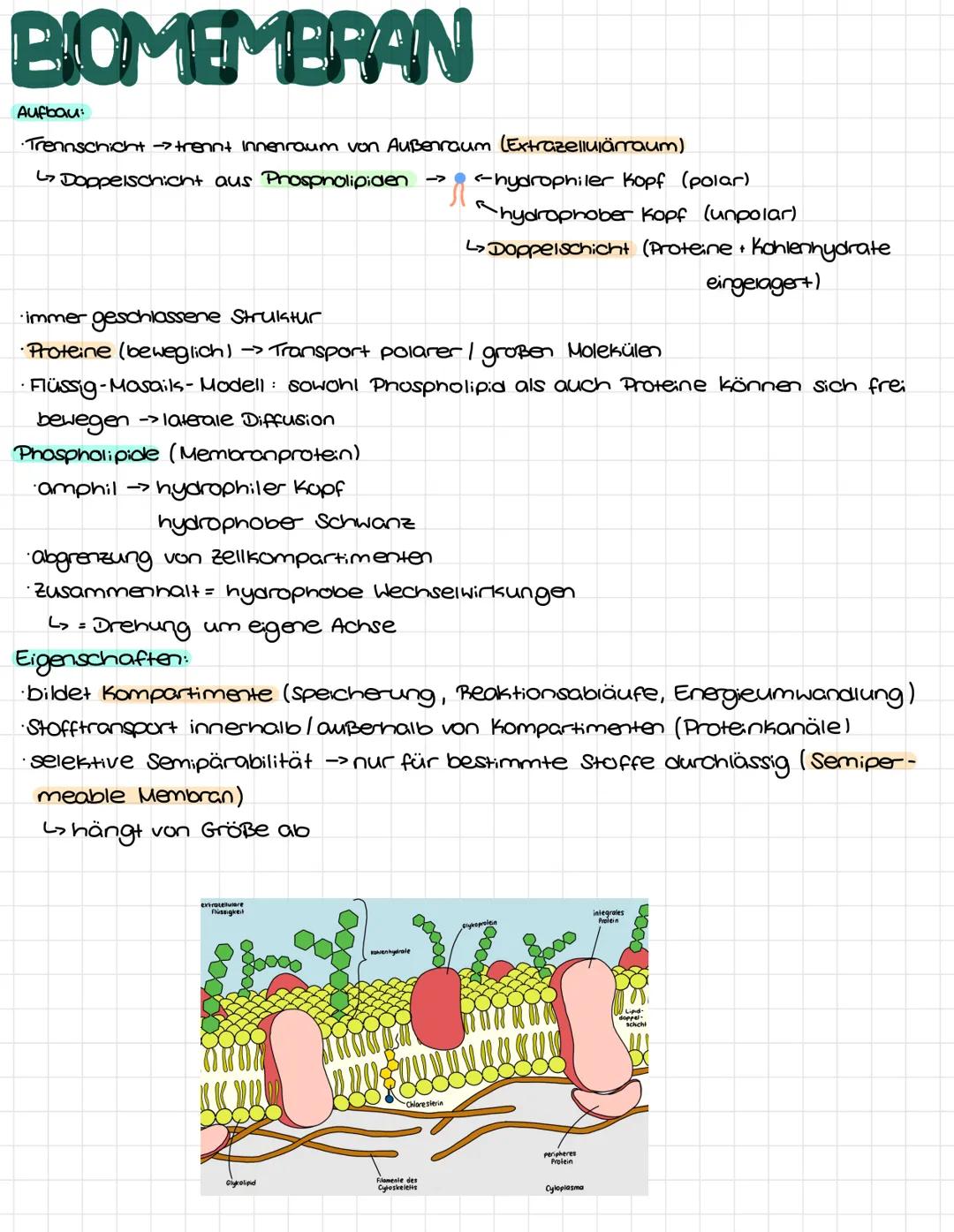 ENDOSYMBIONTENTHEORIE
Urzelle
Chloroplast
wird in Urzell
eingeschlossen
chup
L>Tierische Zelle
chioroplast
(Eukaryot)
Erklärung
→> Urzelle s
