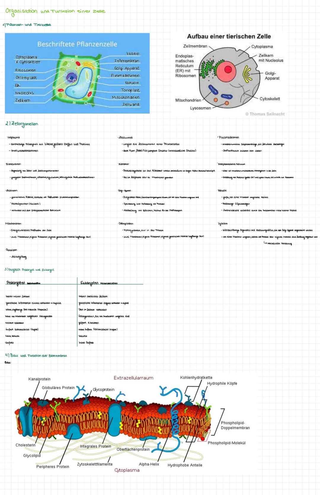Organisation und Funktion einer Zelle
1) Pflanzen- und Treszelle
cytoplasma
& cytoskelett
Ribosomen
Chloroplast
ER
Nucledus
Zelkern
21 Zello