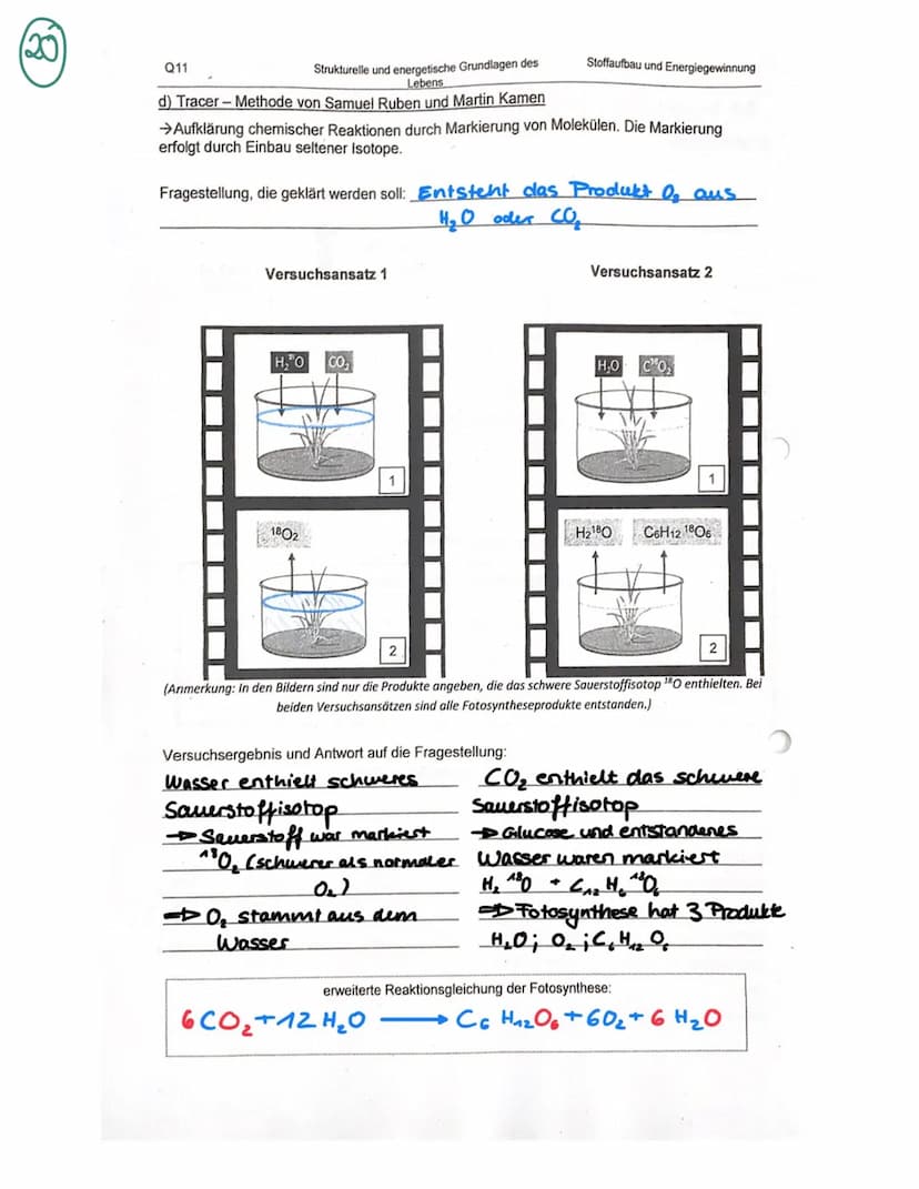 Organisation und Funktion einer Zelle
1) Pflanzen- und Treszelle
cytoplasma
& cytoskelett
Ribosomen
Chloroplast
ER
Nucledus
Zelkern
21 Zello