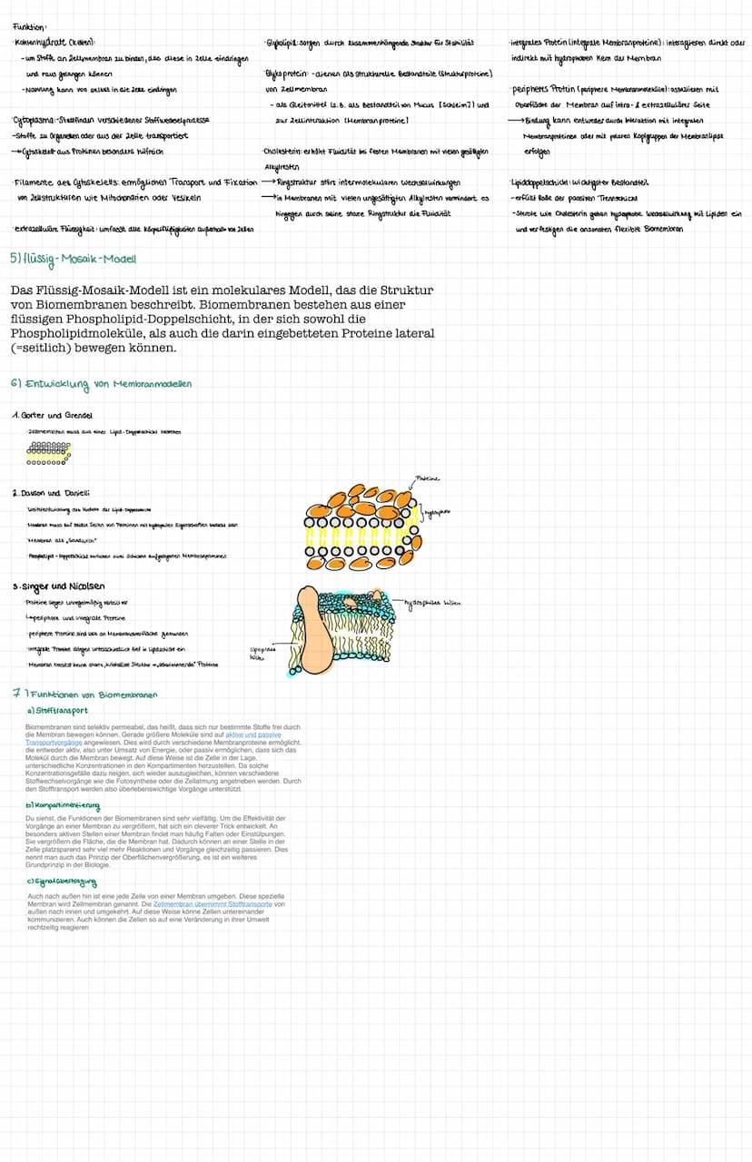 Organisation und Funktion einer Zelle
1) Pflanzen- und Treszelle
cytoplasma
& cytoskelett
Ribosomen
Chloroplast
ER
Nucledus
Zelkern
21 Zello