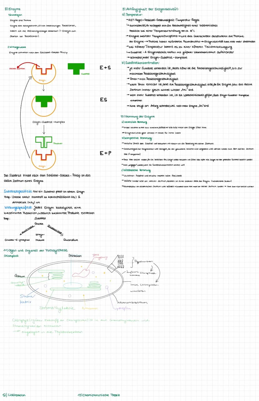 Organisation und Funktion einer Zelle
1) Pflanzen- und Treszelle
cytoplasma
& cytoskelett
Ribosomen
Chloroplast
ER
Nucledus
Zelkern
21 Zello