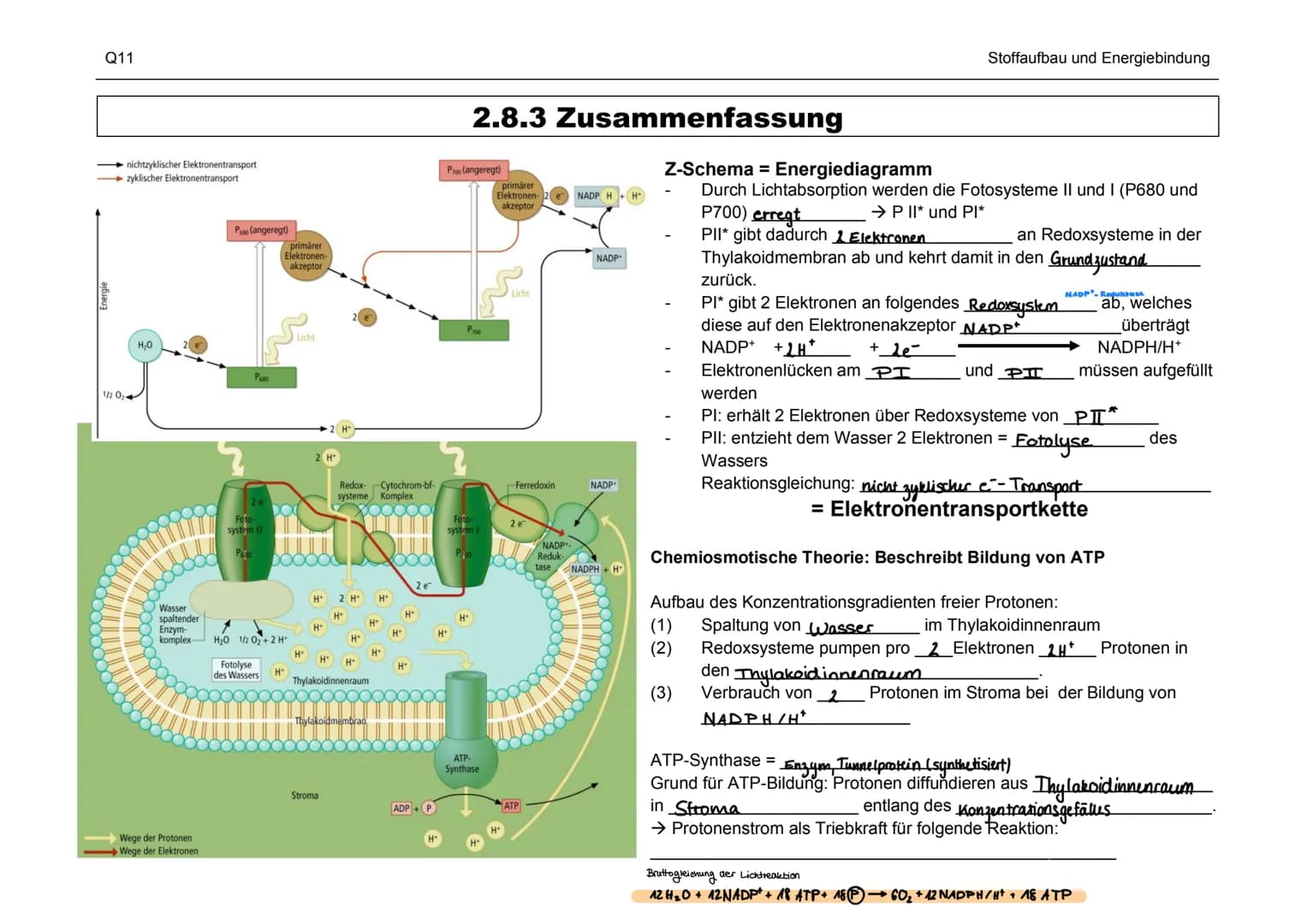 Organisation und Funktion einer Zelle
1) Pflanzen- und Treszelle
cytoplasma
& cytoskelett
Ribosomen
Chloroplast
ER
Nucledus
Zelkern
21 Zello