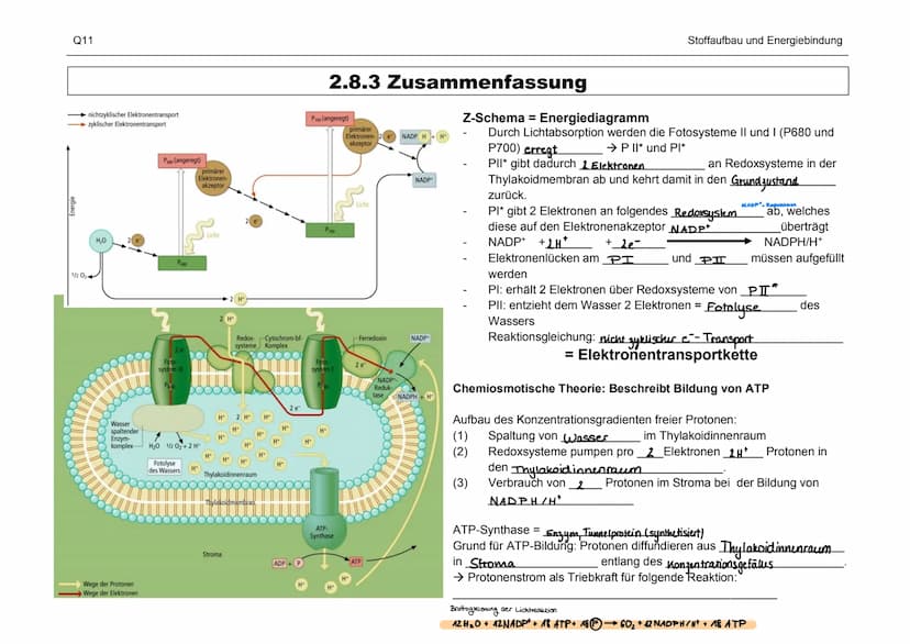 Organisation und Funktion einer Zelle
1) Pflanzen- und Treszelle
cytoplasma
& cytoskelett
Ribosomen
Chloroplast
ER
Nucledus
Zelkern
21 Zello