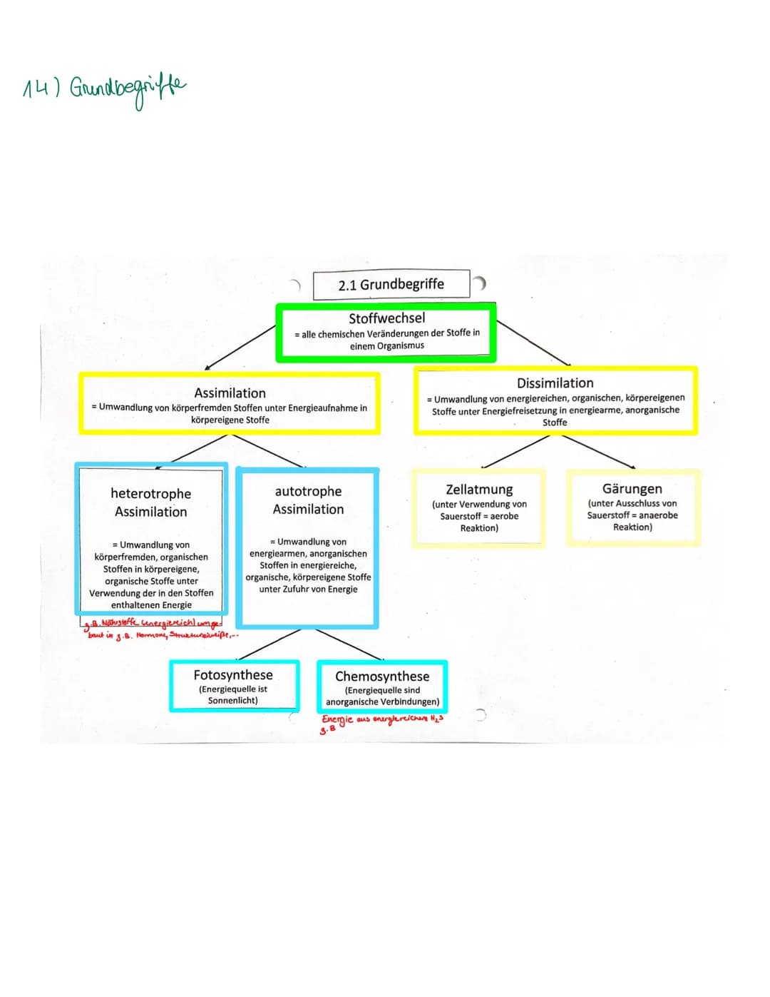 Organisation und Funktion einer Zelle
1) Pflanzen- und Treszelle
cytoplasma
& cytoskelett
Ribosomen
Chloroplast
ER
Nucledus
Zelkern
21 Zello