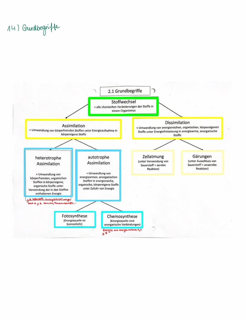 Organisation und Funktion einer Zelle
1) Pflanzen- und Treszelle
cytoplasma
& cytoskelett
Ribosomen
Chloroplast
ER
Nucledus
Zelkern
21 Zello