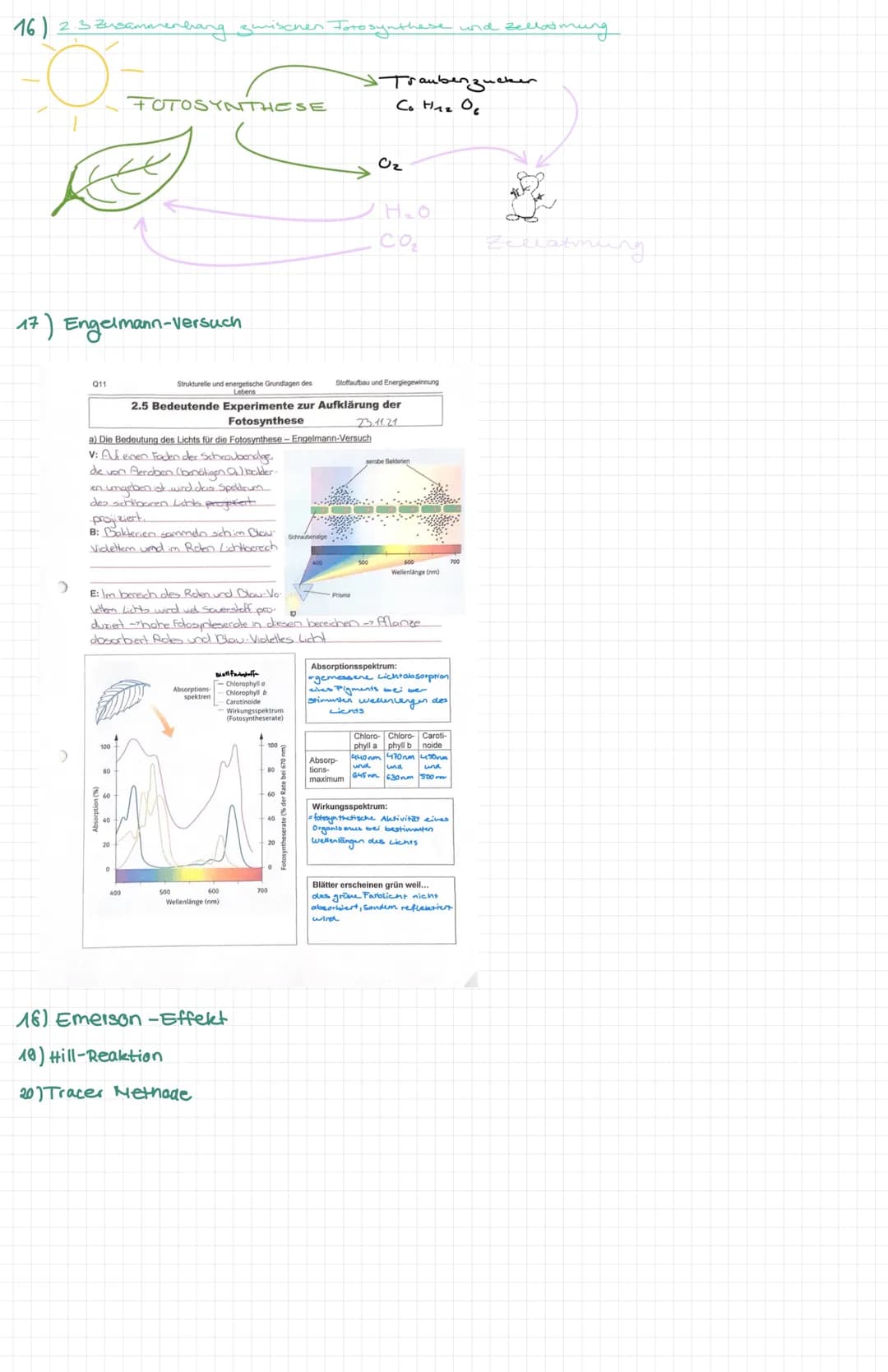 Organisation und Funktion einer Zelle
1) Pflanzen- und Treszelle
cytoplasma
& cytoskelett
Ribosomen
Chloroplast
ER
Nucledus
Zelkern
21 Zello