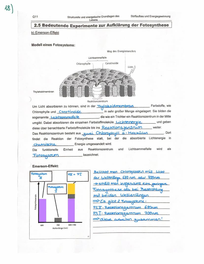 Organisation und Funktion einer Zelle
1) Pflanzen- und Treszelle
cytoplasma
& cytoskelett
Ribosomen
Chloroplast
ER
Nucledus
Zelkern
21 Zello