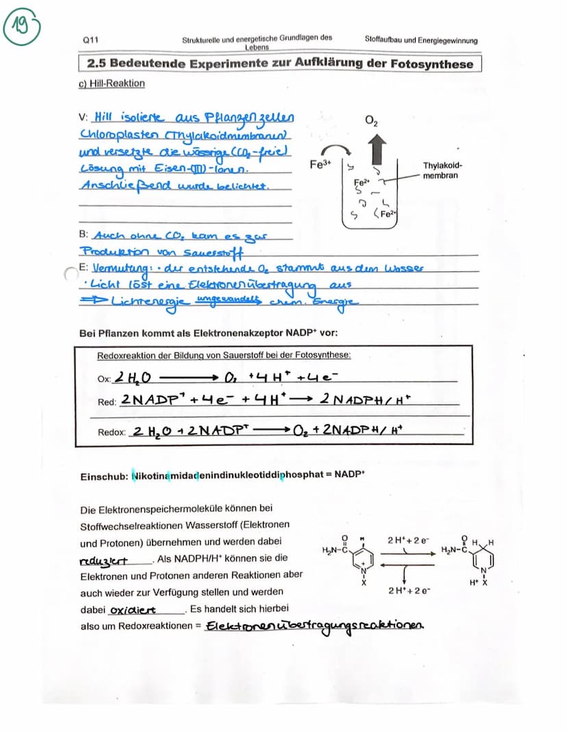 Organisation und Funktion einer Zelle
1) Pflanzen- und Treszelle
cytoplasma
& cytoskelett
Ribosomen
Chloroplast
ER
Nucledus
Zelkern
21 Zello