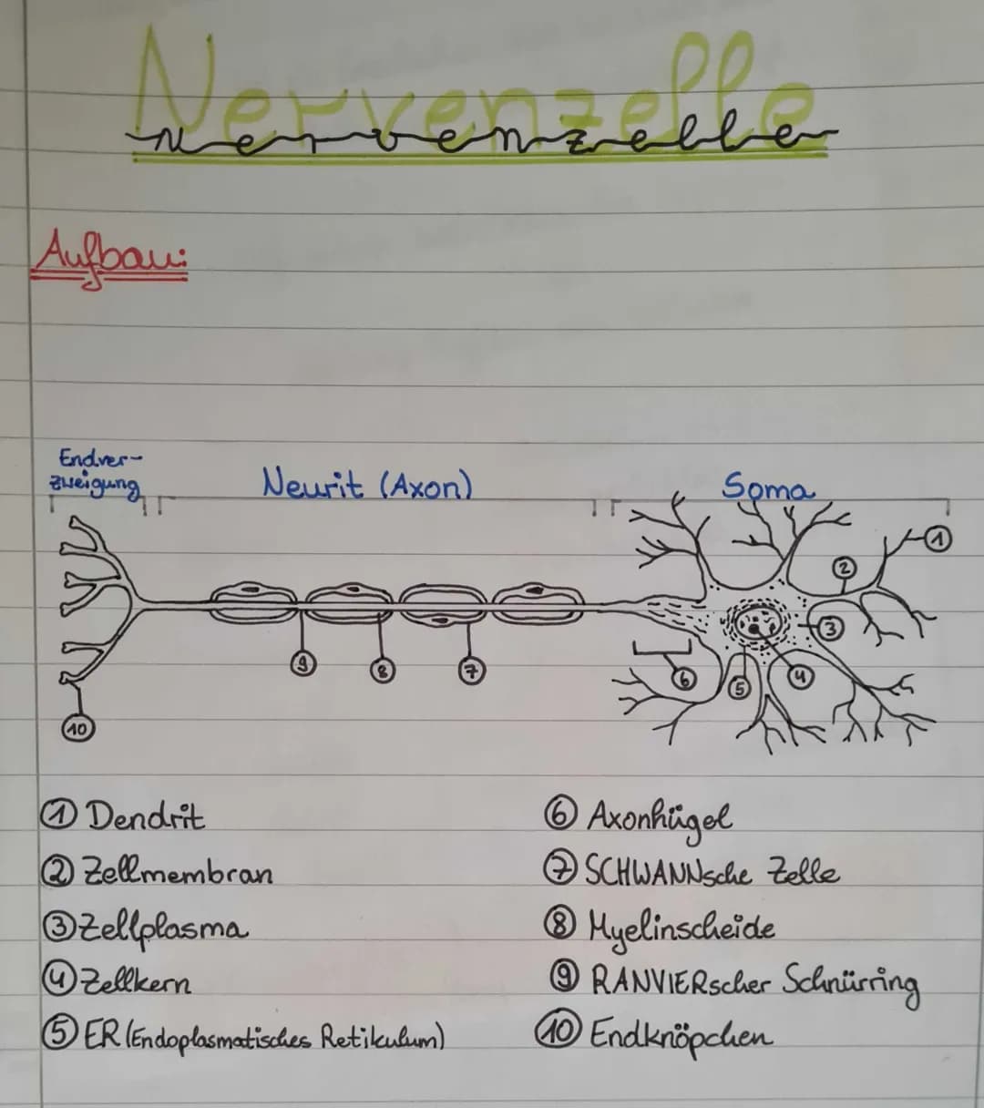 Nervenzelle
Aufbau:
Endver
zweigung
10
T
Neurit (Axon)
Dendrit
@Zellmembran
Zellplasma
Zellkern
5ER (Endoplasmatisches Retikulum)
نه
من
سهرا