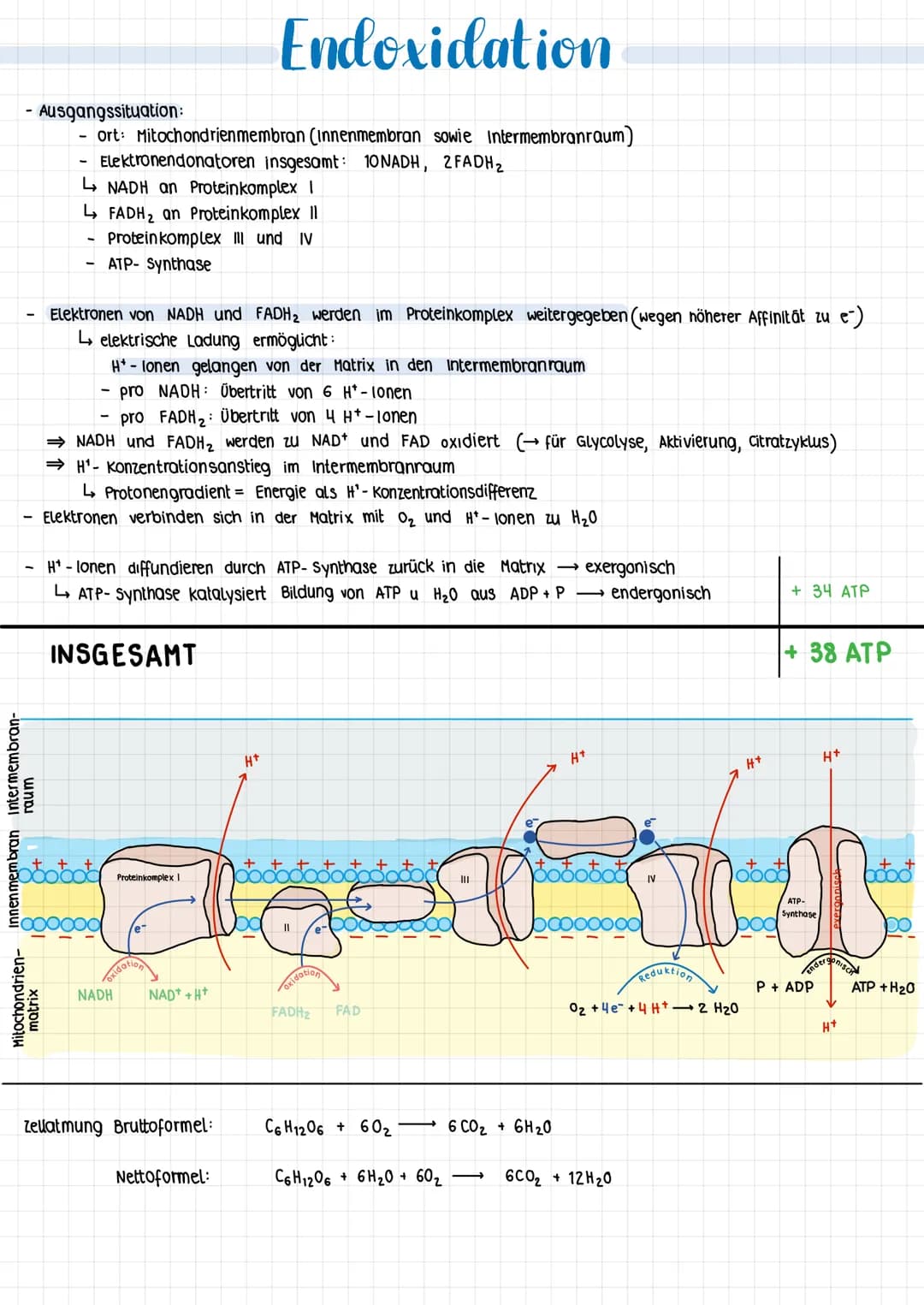 1.5
stoffwechsel
energie
und
energicumwandlung energetische Koppens and atp
KOPPLING
UND
grundsätzliche Tendenz: Entropie (Maß für die ordnu