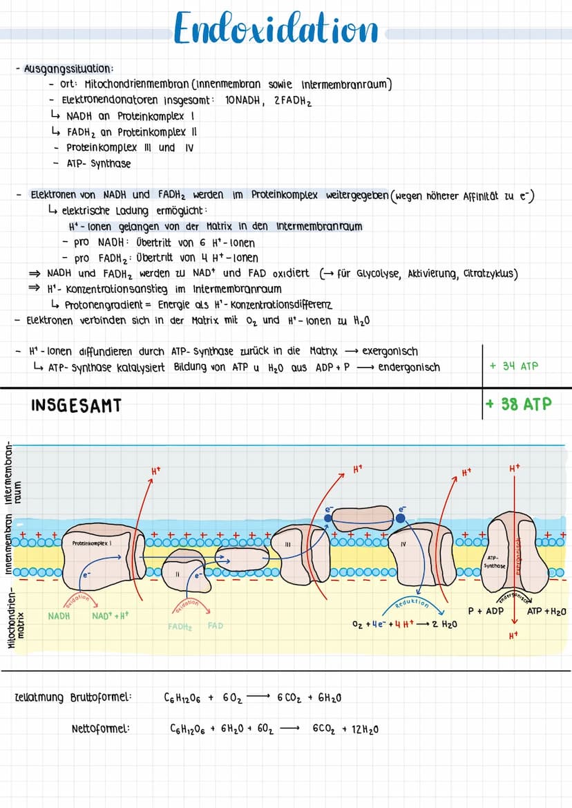 1.5
stoffwechsel
energie
und
energicumwandlung energetische Koppens and atp
KOPPLING
UND
grundsätzliche Tendenz: Entropie (Maß für die ordnu