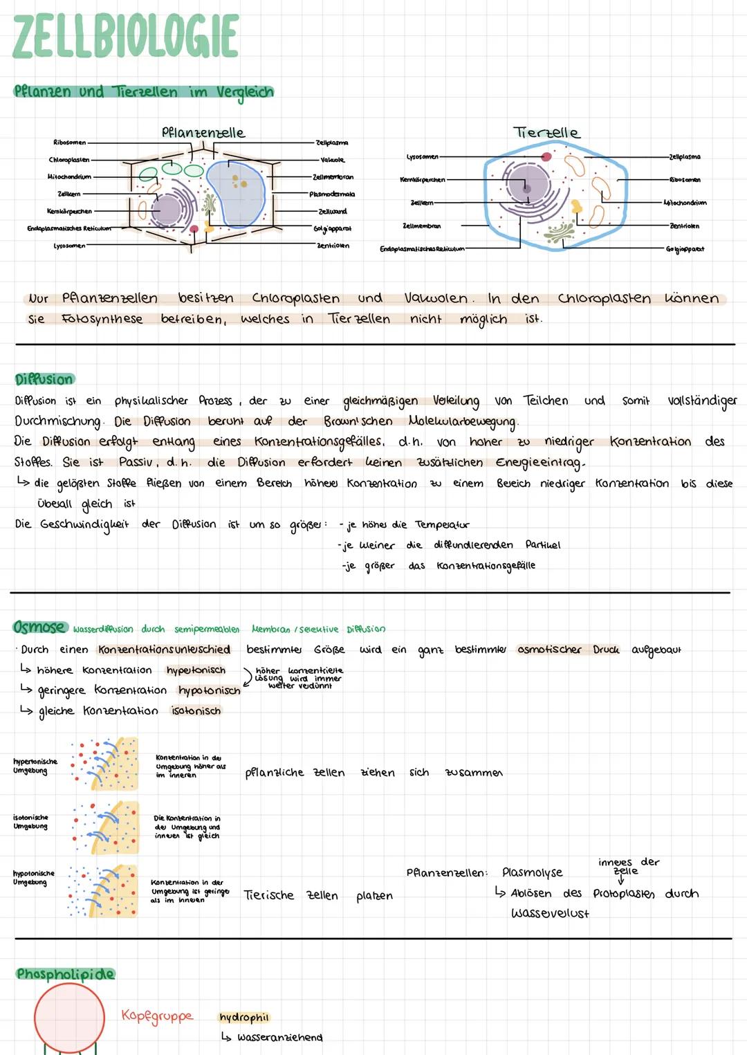 ZELLBIOLOGIE
Pflanzen und Tierzellen im Vergleich
Ribosomen
Chloroplasien
Mitochondrium
Kemkörperchen
Zellkern
Endoplasmatisches Reticulum
L