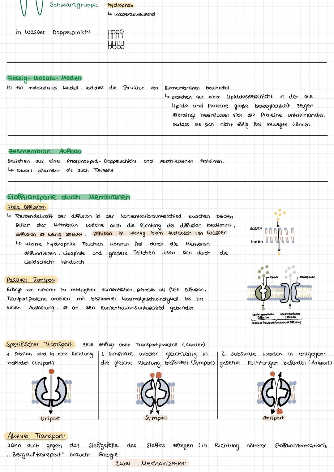 ZELLBIOLOGIE
Pflanzen und Tierzellen im Vergleich
Ribosomen
Chloroplasien
Mitochondrium
Kemkörperchen
Zellkern
Endoplasmatisches Reticulum
L