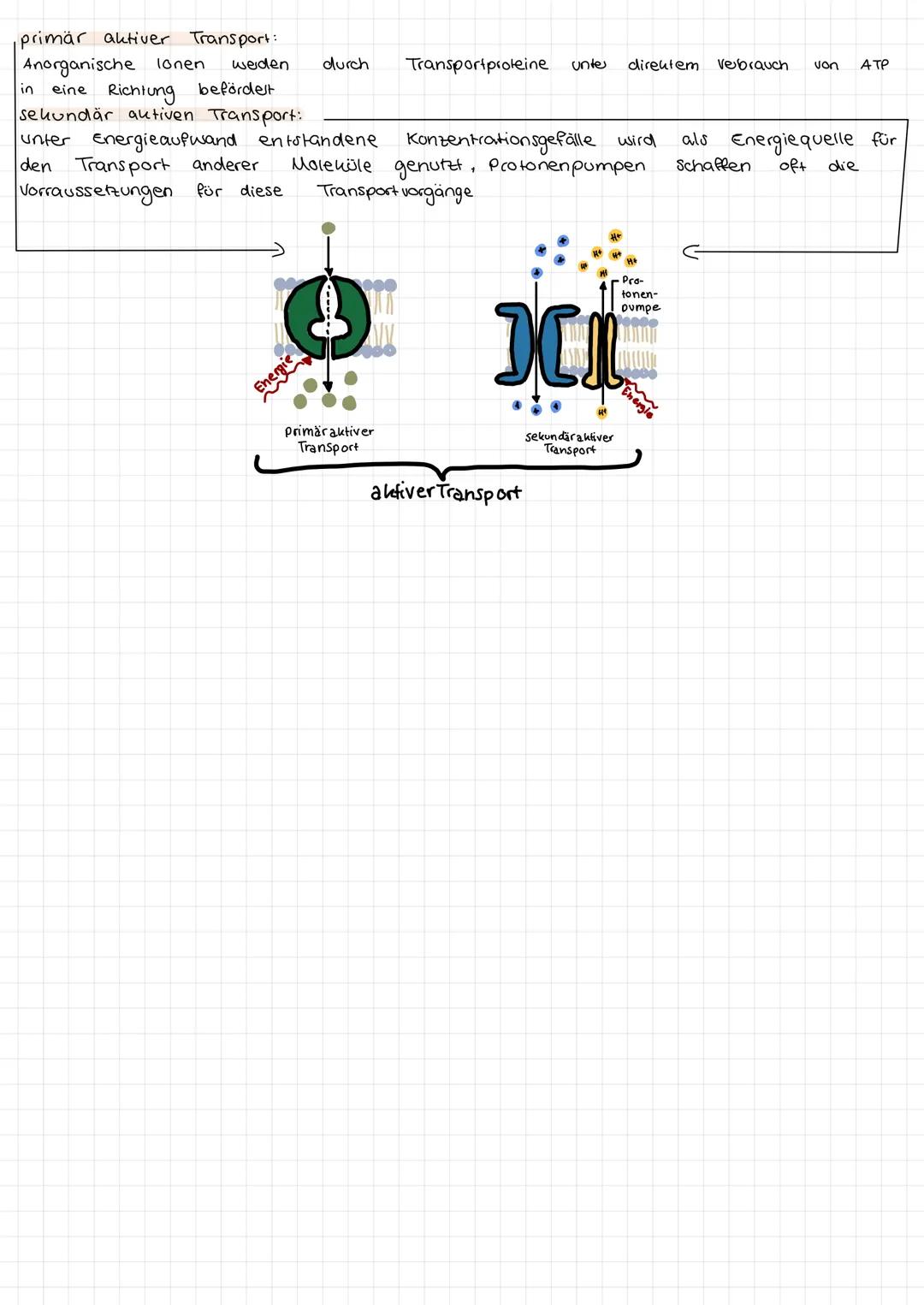 ZELLBIOLOGIE
Pflanzen und Tierzellen im Vergleich
Ribosomen
Chloroplasien
Mitochondrium
Kemkörperchen
Zellkern
Endoplasmatisches Reticulum
L