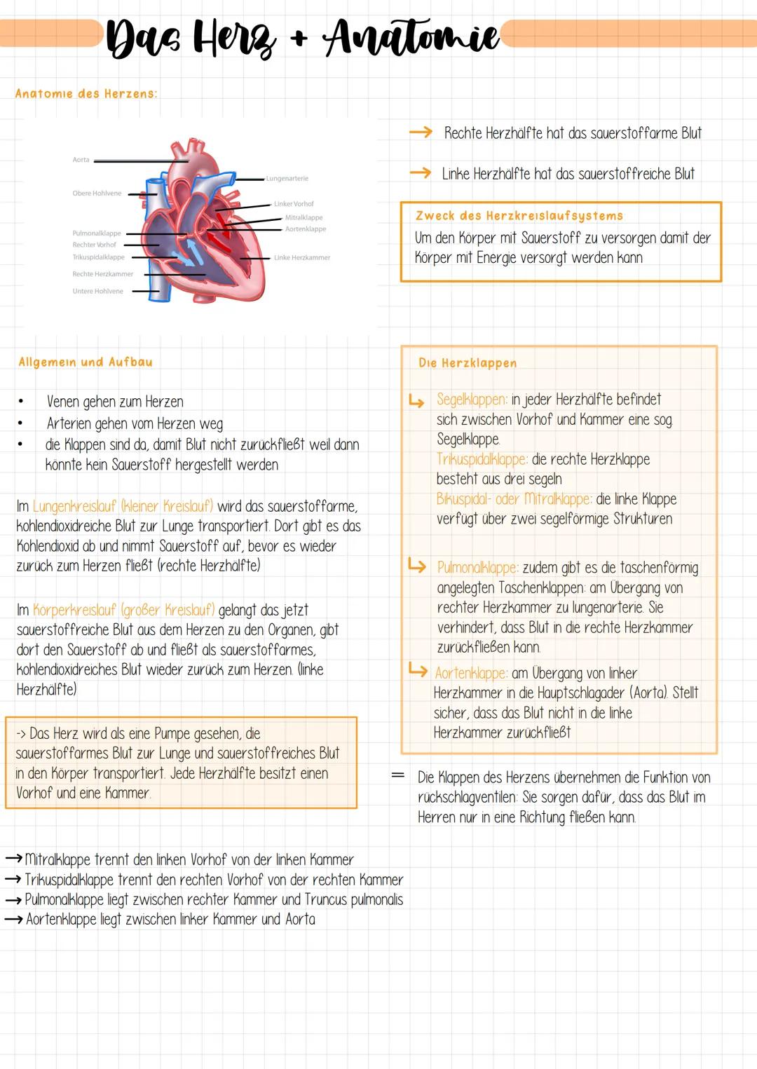# Das Herz + Anatomie

Anatomie des Herzens:

→ Rechte Herzhälfte hat das sauerstoffarme Blut

→Linke Herzhalfte hat das sauerstoffreiche Bl