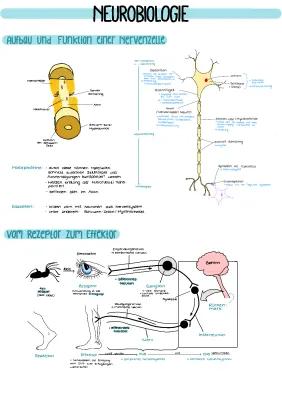 Know Neurobiologie LK thumbnail