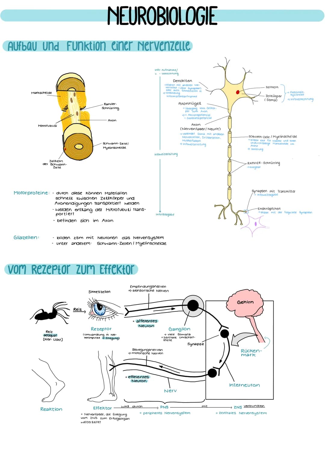 Aufbau und Funktion einer Nervenzelle
Markscheide
Mikrotubuli
Zellkern
der Schwann-
Zelle
Motor proteine:
Gliazellen:
NEUROBIOLOGIE
-Ranvier