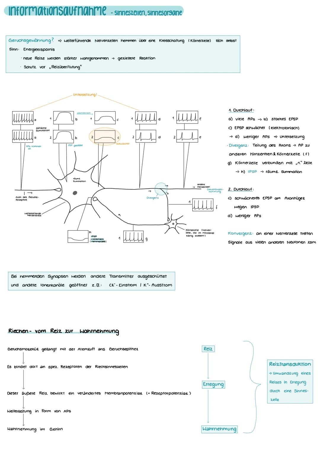 Aufbau und Funktion einer Nervenzelle
Markscheide
Mikrotubuli
Zellkern
der Schwann-
Zelle
Motor proteine:
Gliazellen:
NEUROBIOLOGIE
-Ranvier