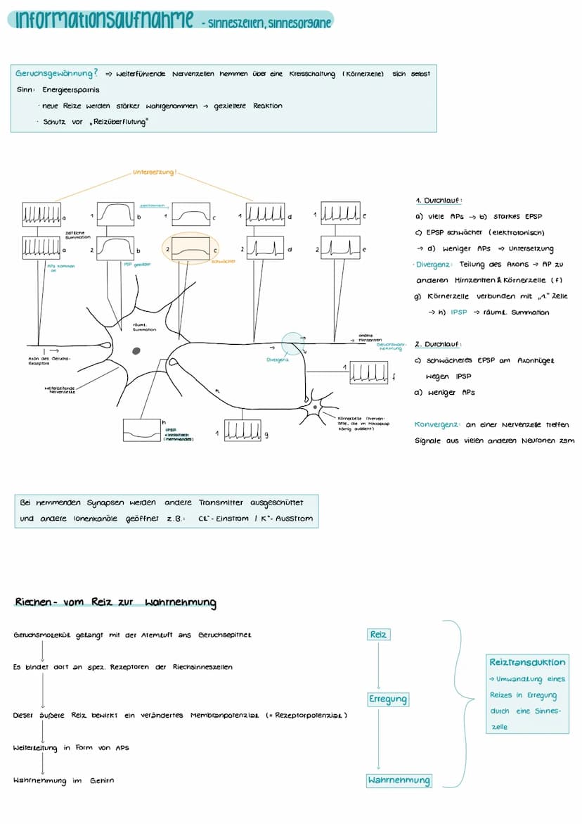 Aufbau und Funktion einer Nervenzelle
Markscheide
Mikrotubuli
Zellkern
der Schwann-
Zelle
Motor proteine:
Gliazellen:
NEUROBIOLOGIE
-Ranvier