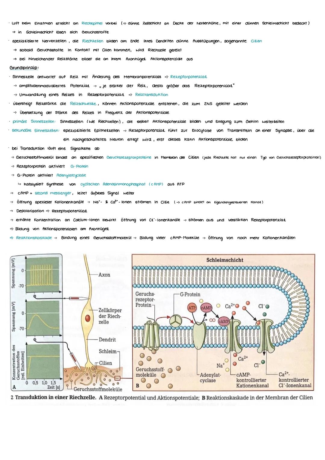 Aufbau und Funktion einer Nervenzelle
Markscheide
Mikrotubuli
Zellkern
der Schwann-
Zelle
Motor proteine:
Gliazellen:
NEUROBIOLOGIE
-Ranvier